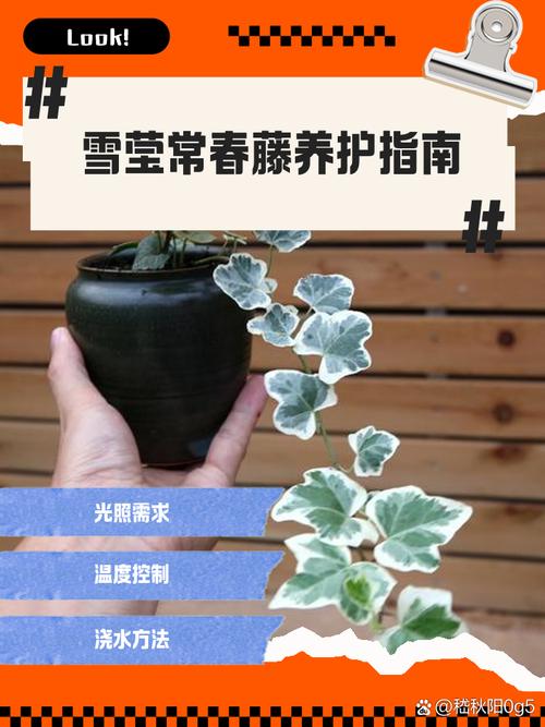 常春藤有什么作用，常春藤有什么作用和功效-第4张图片-优品飞百科