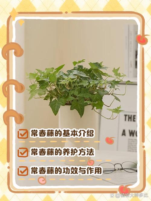 常春藤有什么作用，常春藤有什么作用和功效-第5张图片-优品飞百科