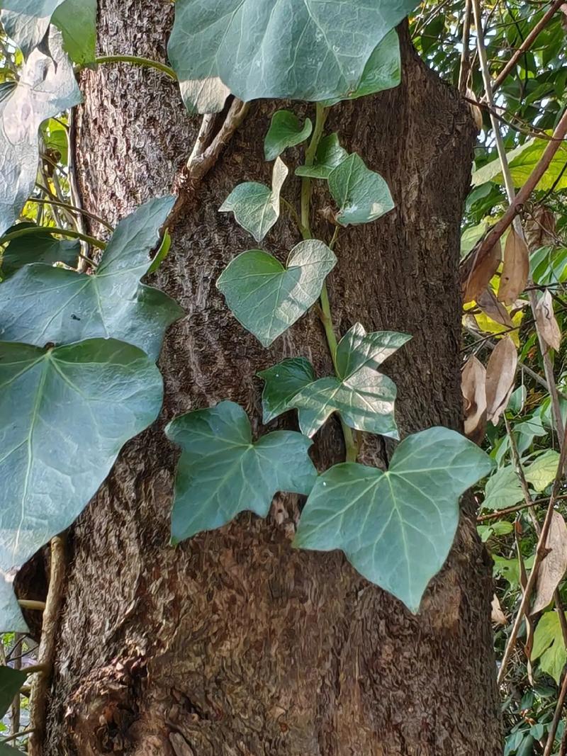 常春藤有什么作用，常春藤有什么作用和功效-第6张图片-优品飞百科