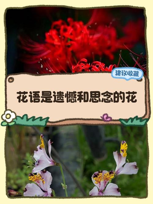 别离——六月菊的花诗花语，六月菊的寓意-第1张图片-优品飞百科