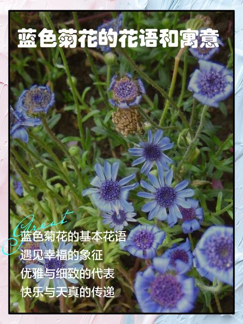 别离——六月菊的花诗花语，六月菊的寓意-第2张图片-优品飞百科