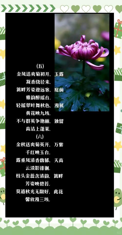 别离——六月菊的花诗花语，六月菊的寓意-第3张图片-优品飞百科