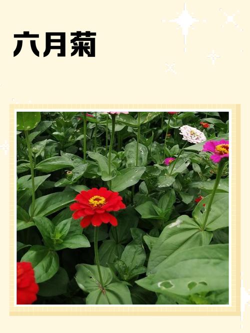 别离——六月菊的花诗花语，六月菊的寓意-第4张图片-优品飞百科