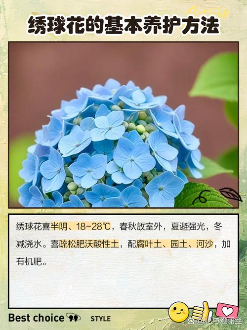 绣球花的花语,绣球花为什么又叫死人花-第1张图片-优品飞百科 绣球花的花语,绣球花为什么又叫死人花-第1张图片-优品飞百科