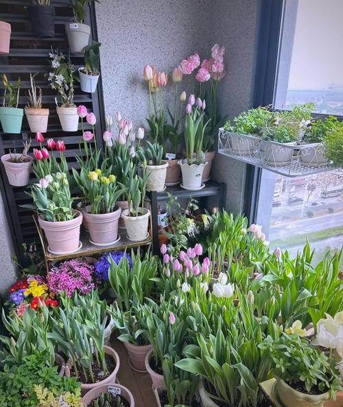 郁金香可以放卧室吗？郁金香可以放卧室吗?？-第1张图片-优品飞百科