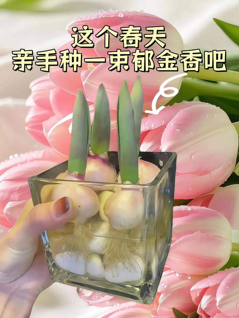 郁金香可以放卧室吗？郁金香可以放卧室吗?？-第2张图片-优品飞百科