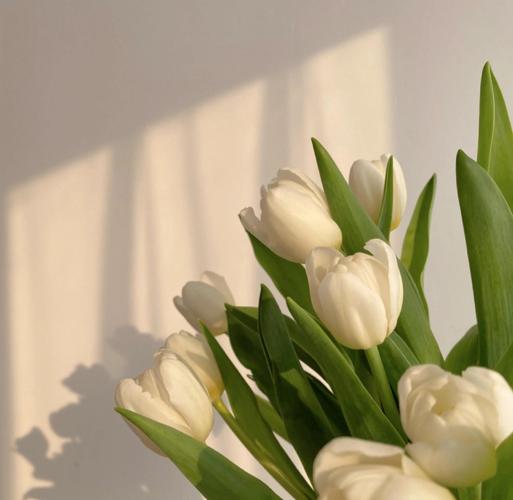 郁金香可以放卧室吗？郁金香可以放卧室吗?？-第3张图片-优品飞百科