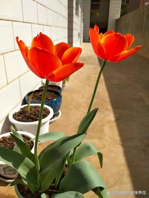 郁金香可以放卧室吗？郁金香可以放卧室吗?？-第4张图片-优品飞百科