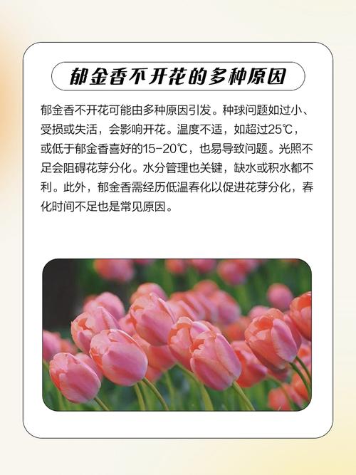 郁金香可以放卧室吗？郁金香可以放卧室吗?？-第5张图片-优品飞百科