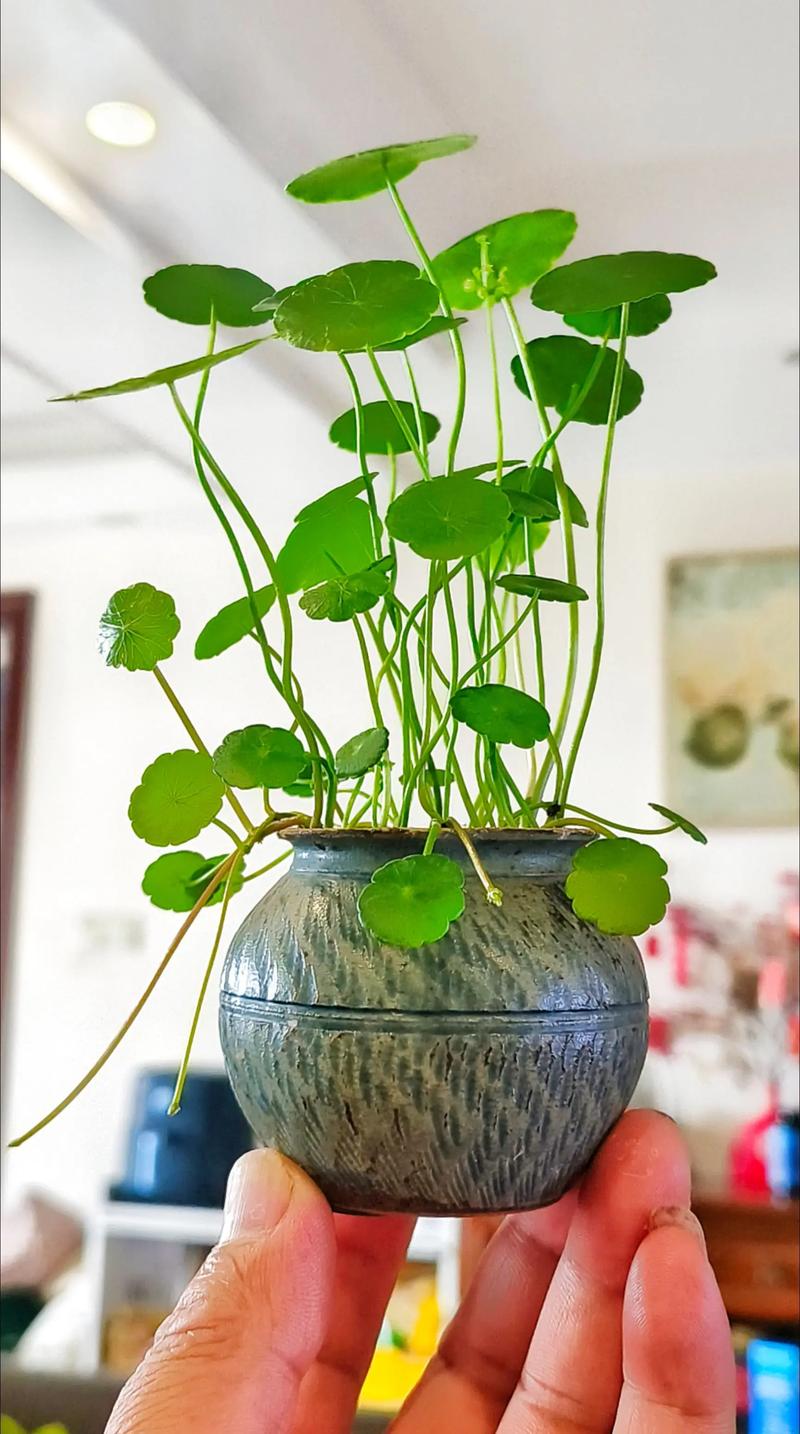 铜钱草放在什么位置好，铜钱草放在什么方向比较招财？-第1张图片-优品飞百科