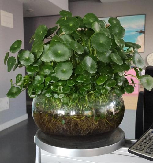 铜钱草放在什么位置好，铜钱草放在什么方向比较招财？-第2张图片-优品飞百科