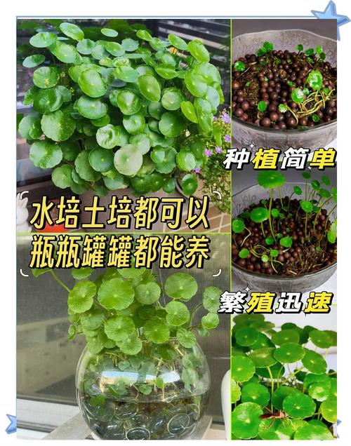 铜钱草放在什么位置好，铜钱草放在什么方向比较招财？-第3张图片-优品飞百科