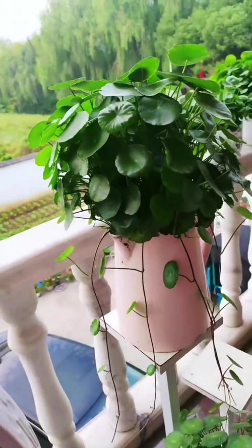 铜钱草放在什么位置好，铜钱草放在什么方向比较招财？-第4张图片-优品飞百科