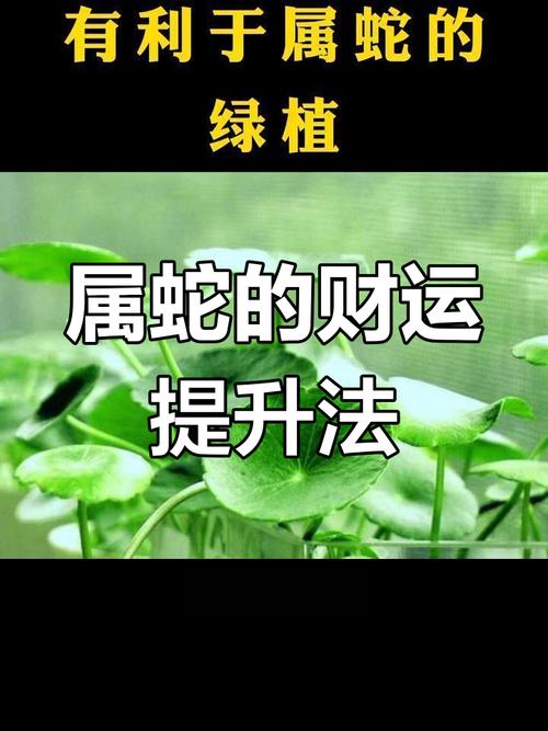 铜钱草放在什么位置好，铜钱草放在什么方向比较招财？-第5张图片-优品飞百科