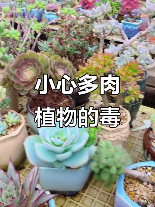 薄雪万年草有毒吗?薄雪万年草可以吃吗?-第1张图片-优品飞百科 薄雪万年草有毒吗?薄雪万年草可以吃吗?-第1张图片-优品飞百科