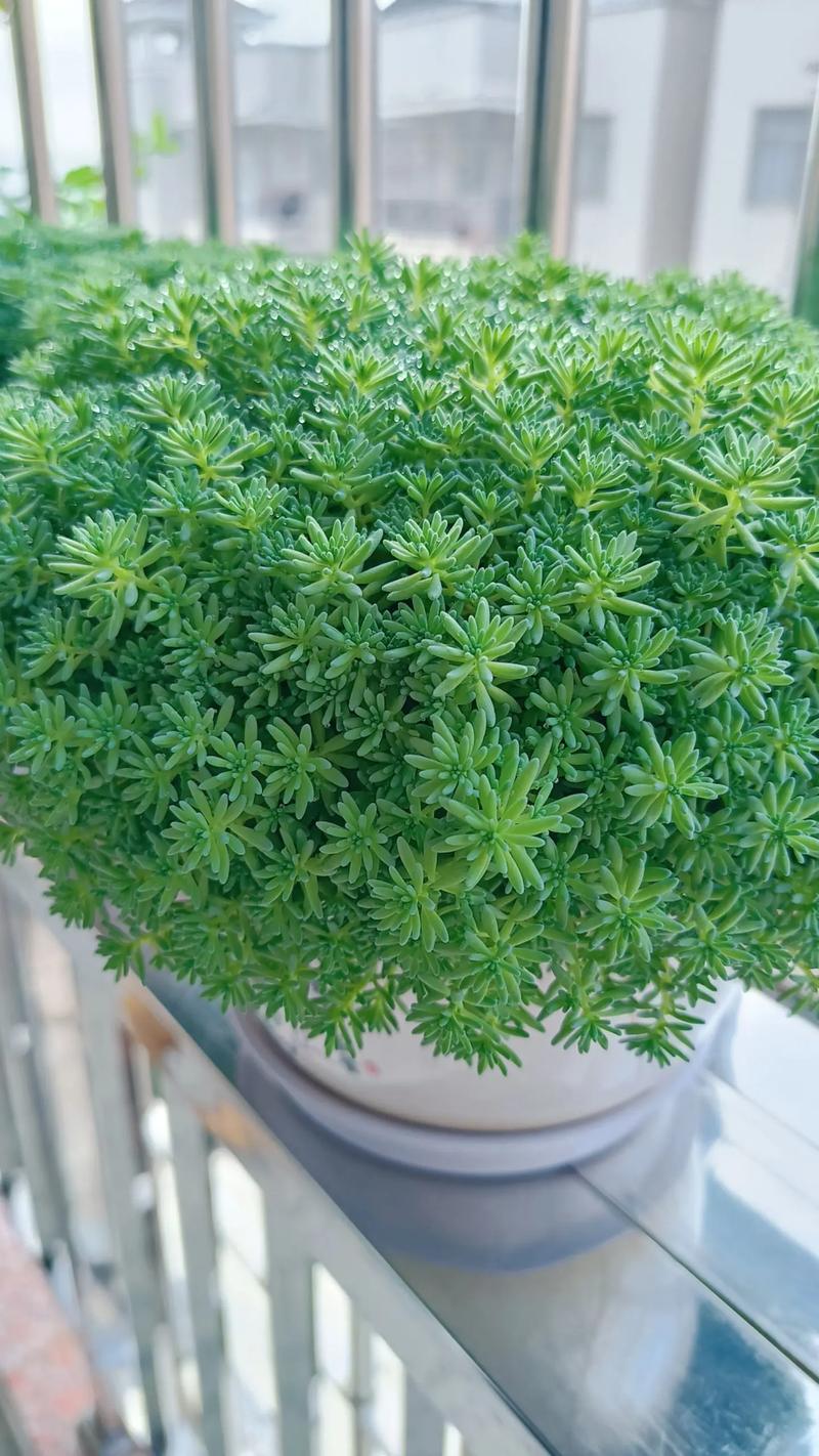 薄雪万年草有毒吗?薄雪万年草可以吃吗?-第2张图片-优品飞百科 薄雪万年草有毒吗?薄雪万年草可以吃吗?-第2张图片-优品飞百科