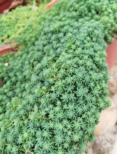 薄雪万年草有毒吗?薄雪万年草可以吃吗?-第3张图片-优品飞百科 薄雪万年草有毒吗?薄雪万年草可以吃吗?-第3张图片-优品飞百科