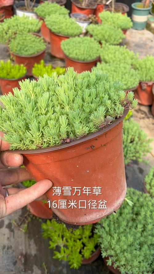 薄雪万年草有毒吗?薄雪万年草可以吃吗?-第4张图片-优品飞百科 薄雪万年草有毒吗?薄雪万年草可以吃吗?-第4张图片-优品飞百科