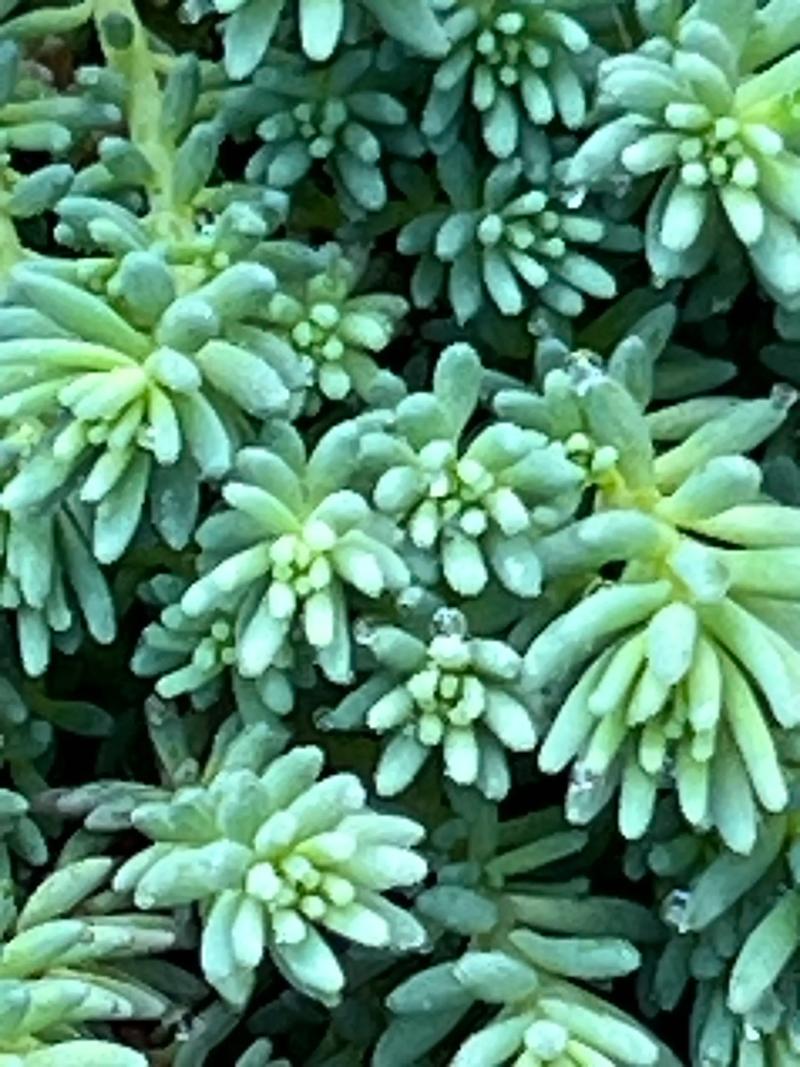 薄雪万年草有毒吗?薄雪万年草可以吃吗?-第5张图片-优品飞百科 薄雪万年草有毒吗?薄雪万年草可以吃吗?-第5张图片-优品飞百科