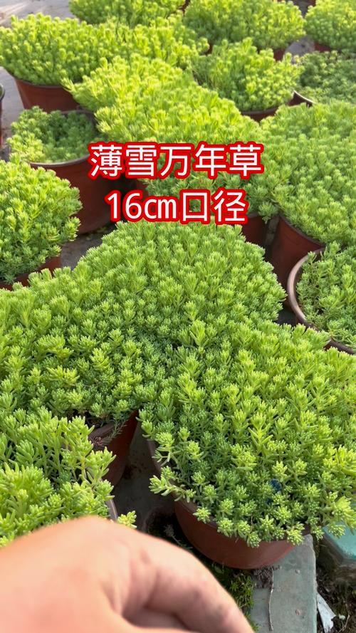 薄雪万年草有毒吗?薄雪万年草可以吃吗?-第7张图片-优品飞百科 薄雪万年草有毒吗?薄雪万年草可以吃吗?-第7张图片-优品飞百科