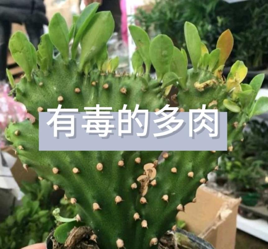 薄雪万年草有毒吗?薄雪万年草可以吃吗?-第8张图片-优品飞百科 薄雪万年草有毒吗?薄雪万年草可以吃吗?-第8张图片-优品飞百科