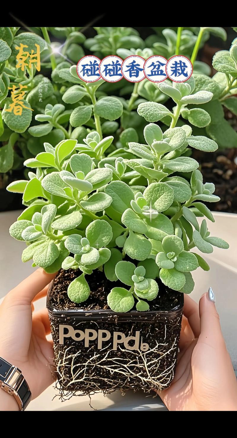 碰碰香有毒吗，如何养殖，碰碰香的养护和营养价值-第1张图片-优品飞百科