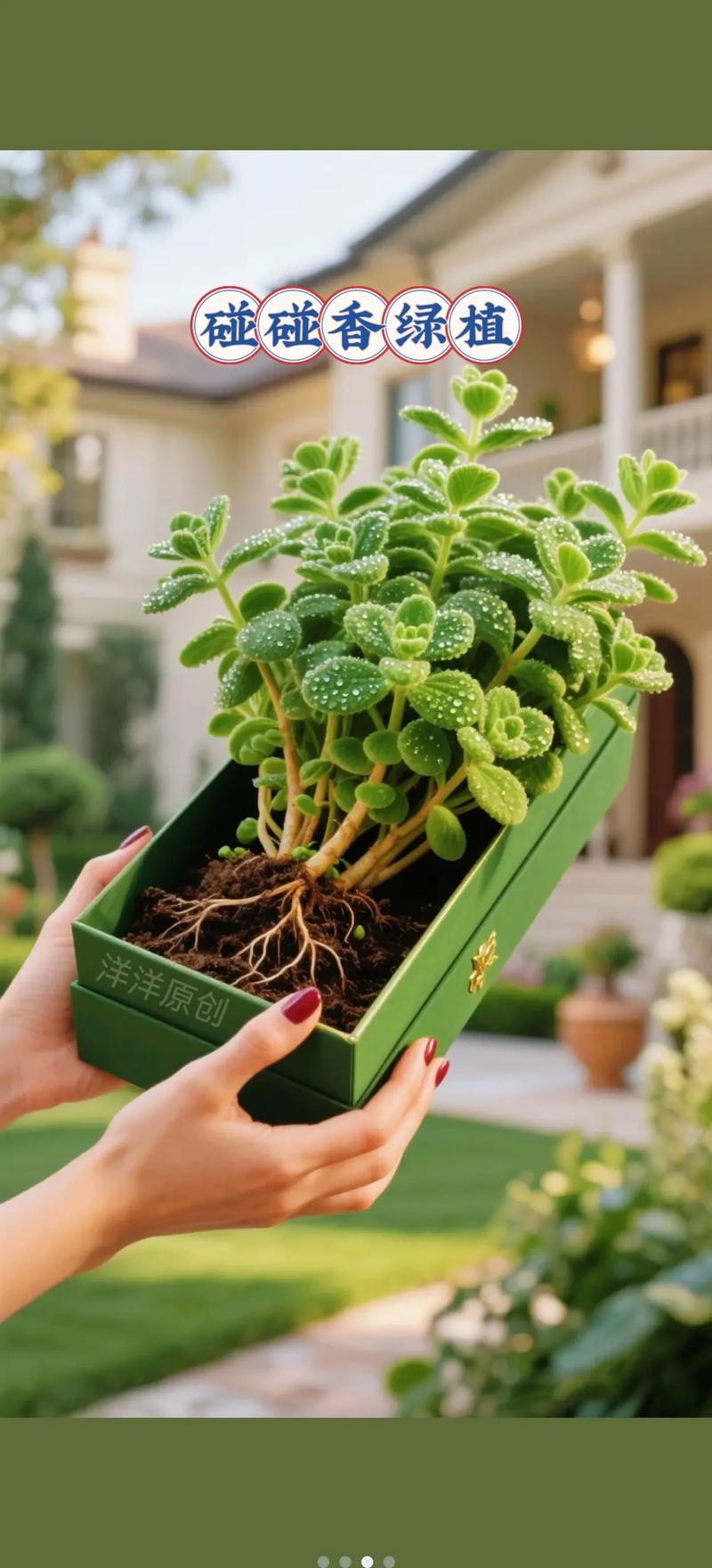 碰碰香有毒吗，如何养殖，碰碰香的养护和营养价值-第2张图片-优品飞百科