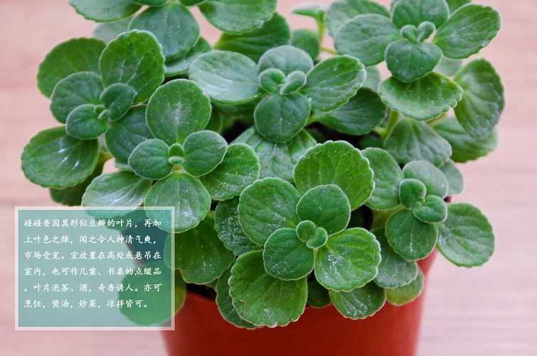 碰碰香有毒吗，如何养殖，碰碰香的养护和营养价值-第3张图片-优品飞百科