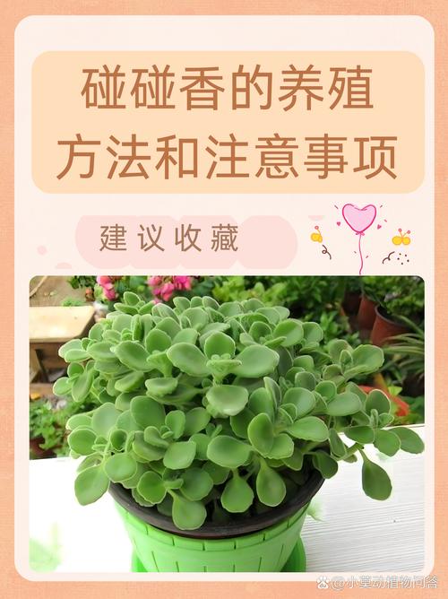 碰碰香有毒吗，如何养殖，碰碰香的养护和营养价值-第5张图片-优品飞百科