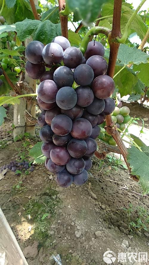 葡萄什么时候成熟，葡萄几年结果？葡萄什么时间成熟上市？