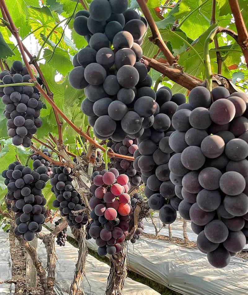 葡萄什么时候成熟，葡萄几年结果？葡萄什么时间成熟上市？-第2张图片-优品飞百科