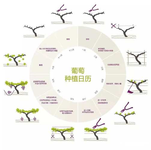 葡萄什么时候成熟，葡萄几年结果？葡萄什么时间成熟上市？-第3张图片-优品飞百科