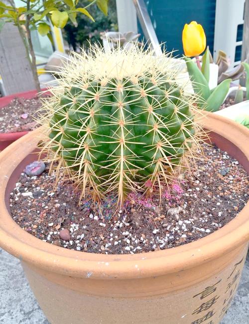 金琥球有什么作用？金琥球开花？