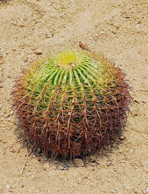 金琥球有什么作用？金琥球开花？-第2张图片-优品飞百科