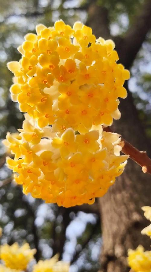 结香花有毒吗，结香花有毒吗能放在室内吗-第1张图片-优品飞百科