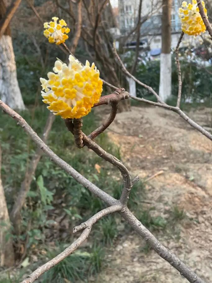 结香花有毒吗，结香花有毒吗能放在室内吗-第2张图片-优品飞百科