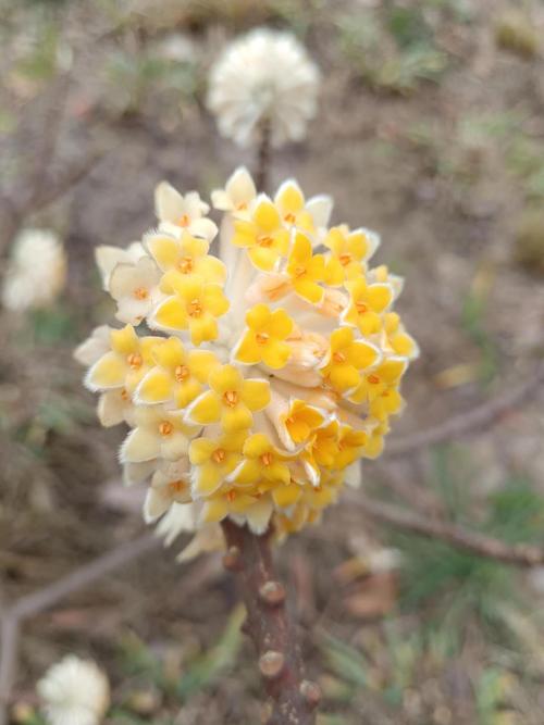 结香花有毒吗，结香花有毒吗能放在室内吗-第3张图片-优品飞百科