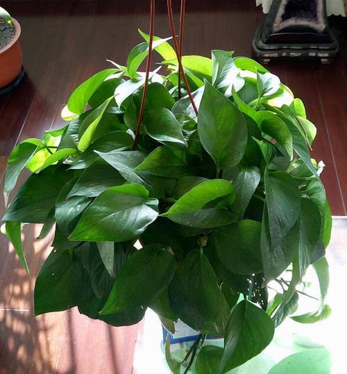 绿萝的叶子有多长，叶子能吃吗，绿萝的叶茎有多长-第1张图片-优品飞百科