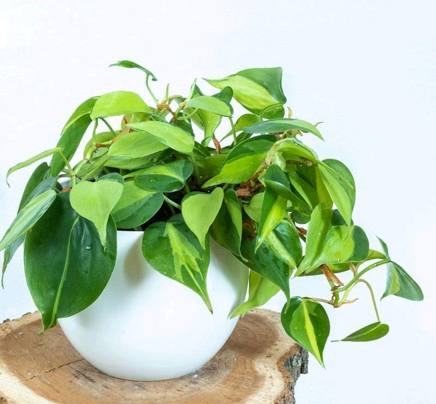 绿萝的叶子有多长，叶子能吃吗，绿萝的叶茎有多长-第2张图片-优品飞百科