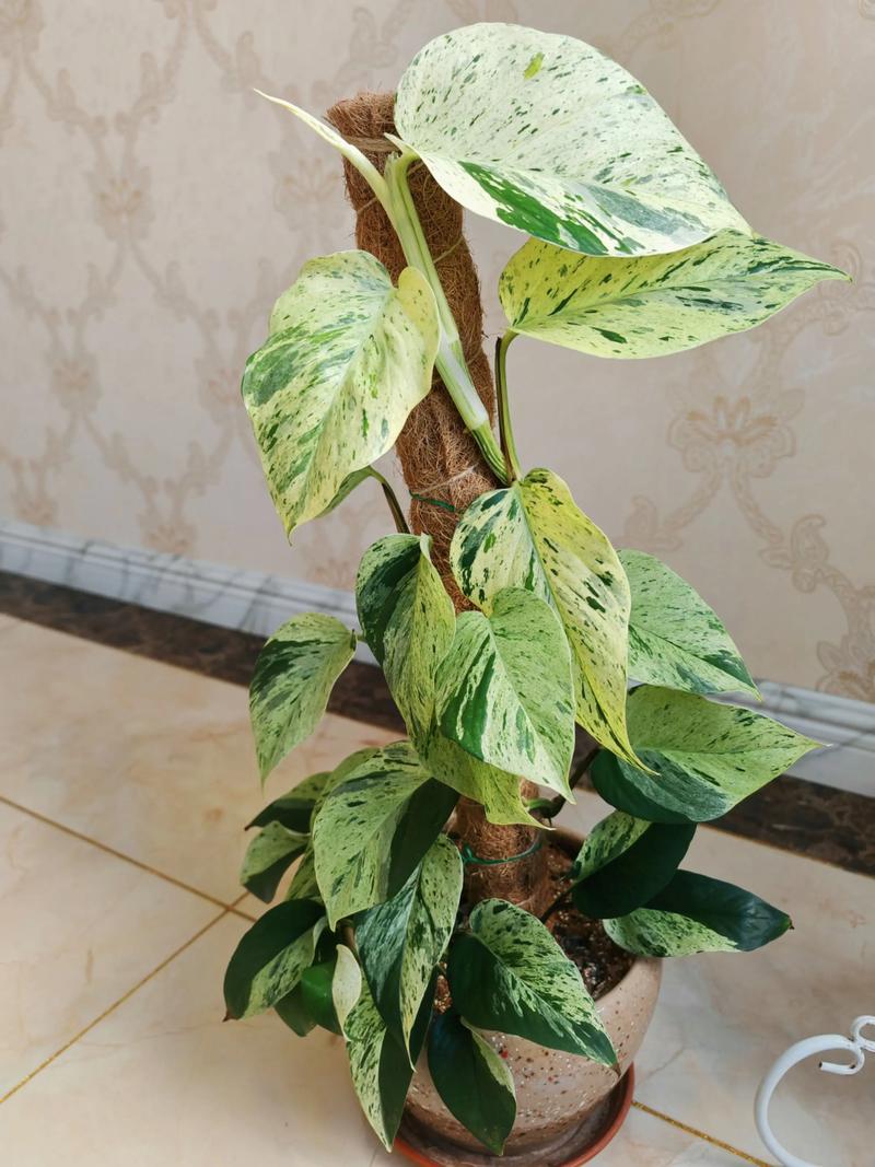 绿萝的叶子有多长，叶子能吃吗，绿萝的叶茎有多长-第3张图片-优品飞百科