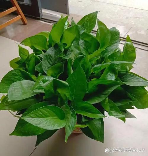 绿萝的叶子有多长，叶子能吃吗，绿萝的叶茎有多长-第4张图片-优品飞百科