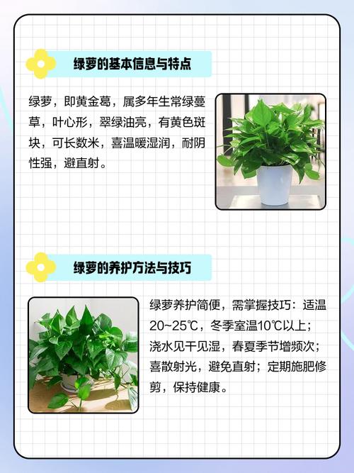 绿萝的叶子有多长，叶子能吃吗，绿萝的叶茎有多长-第6张图片-优品飞百科