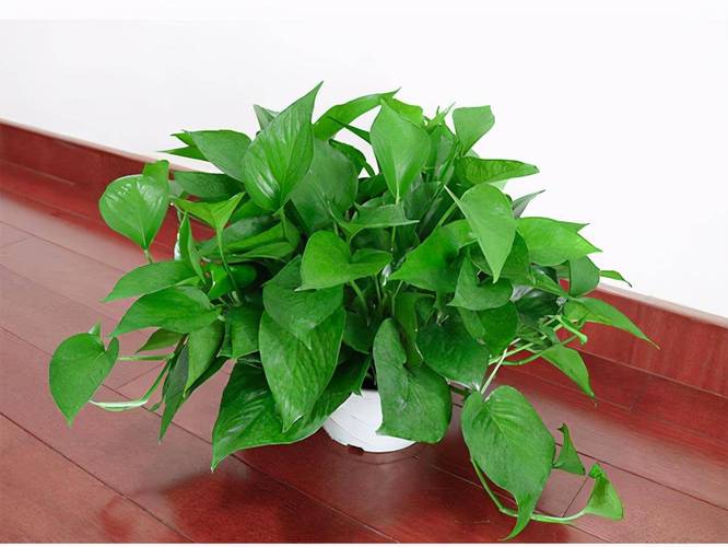 绿萝的叶子有多长，叶子能吃吗，绿萝的叶茎有多长-第7张图片-优品飞百科