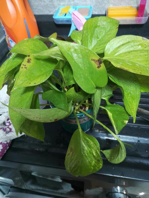 绿萝的叶子有多长，叶子能吃吗，绿萝的叶茎有多长-第8张图片-优品飞百科