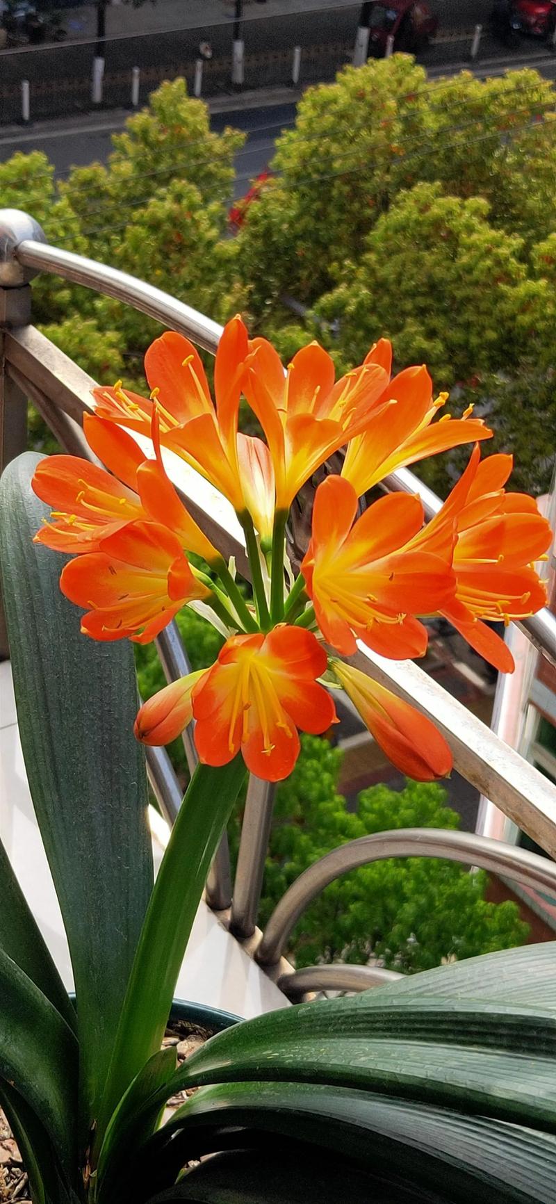 君子兰什么颜色好？君子兰啥颜色的花好？-第1张图片-优品飞百科