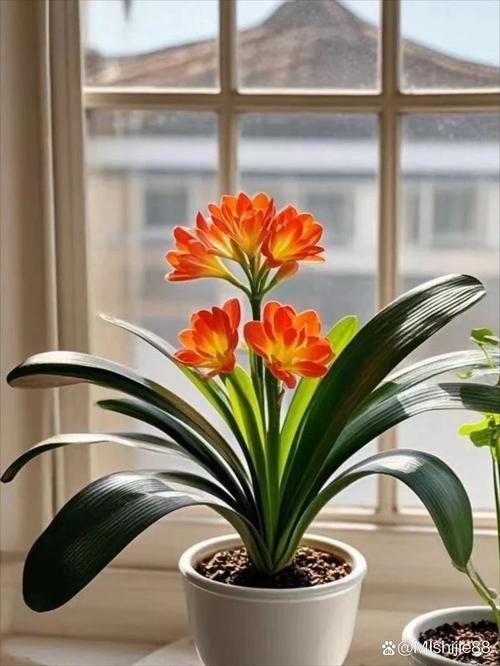 君子兰什么颜色好？君子兰啥颜色的花好？-第2张图片-优品飞百科