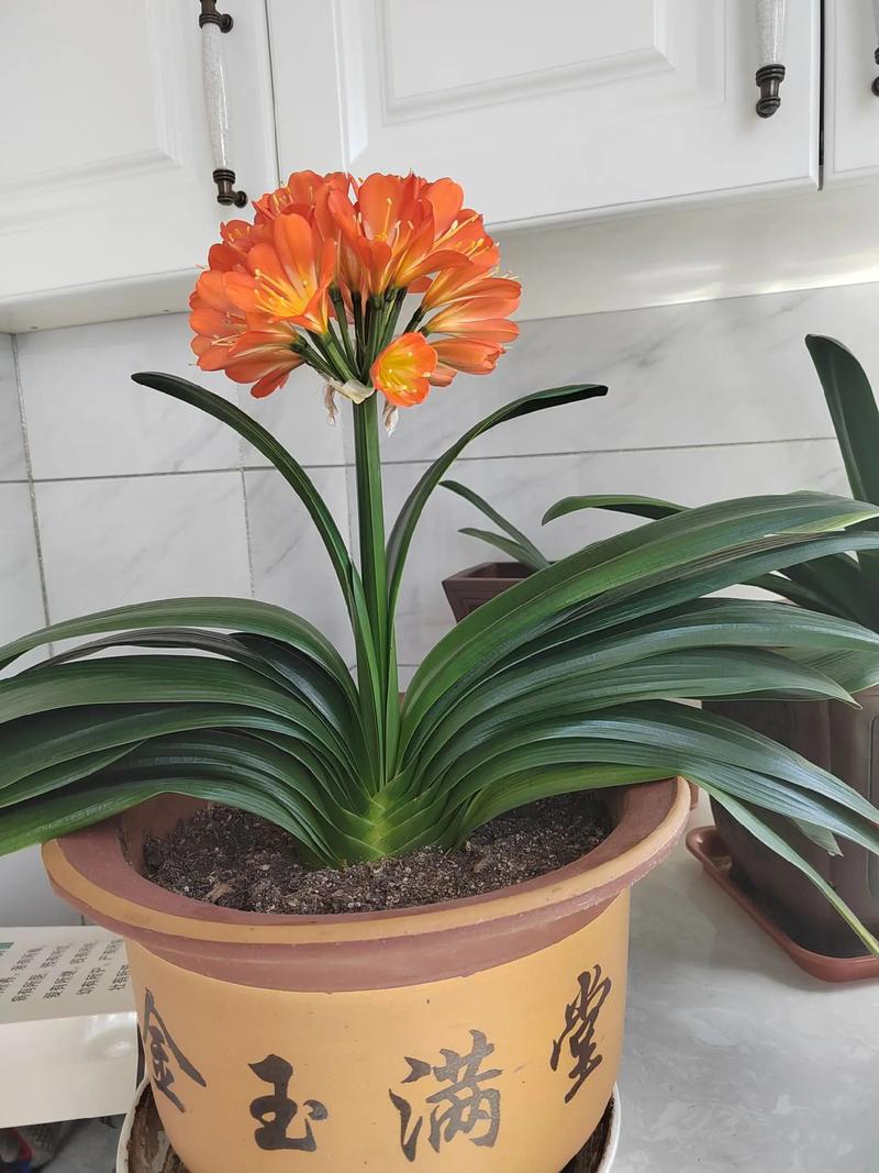 君子兰什么颜色好？君子兰啥颜色的花好？-第3张图片-优品飞百科