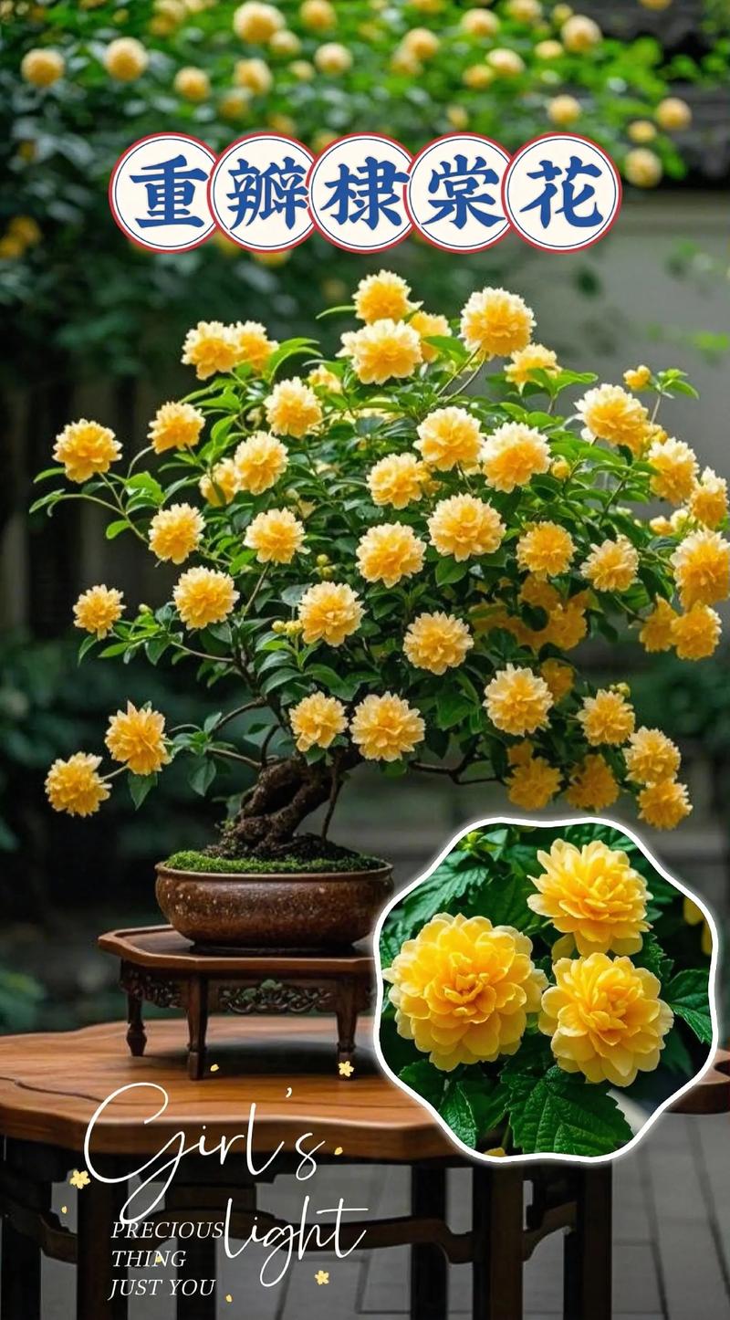 棣棠花的价值，棣棠花的功效与作用及禁忌-第1张图片-优品飞百科