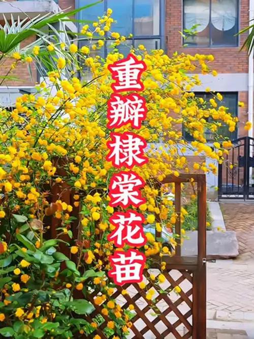 棣棠花的价值，棣棠花的功效与作用及禁忌-第2张图片-优品飞百科