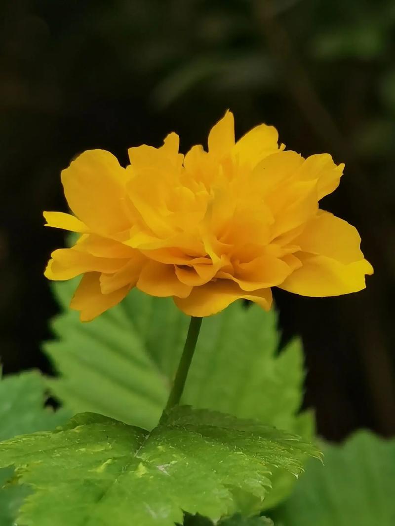 棣棠花的价值，棣棠花的功效与作用及禁忌-第3张图片-优品飞百科